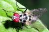 Anthomyia sp.